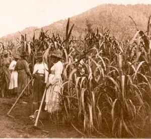 blackbirding kanakas