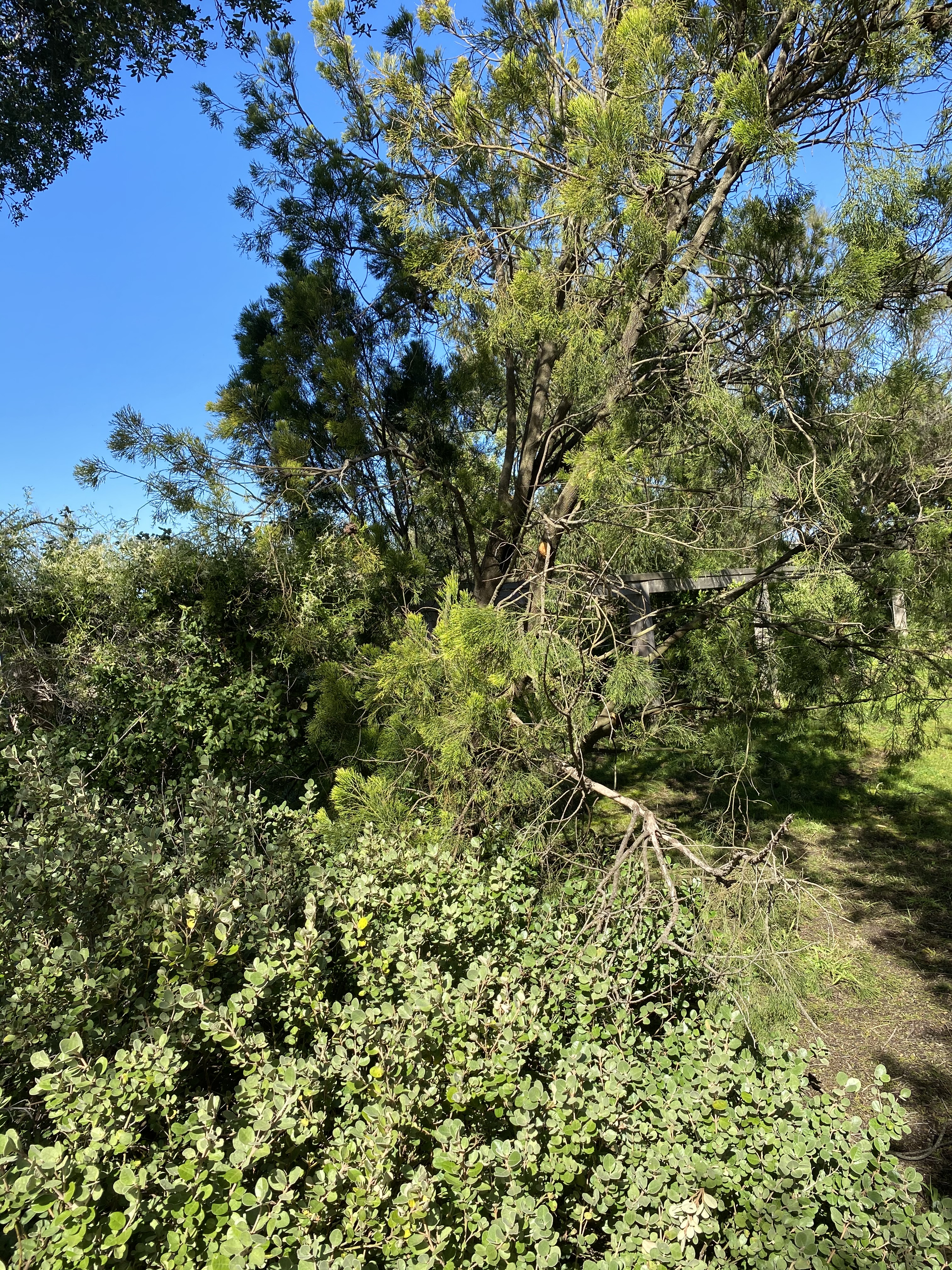 Sullivan's Bay Series 4. D. Caldere 2020