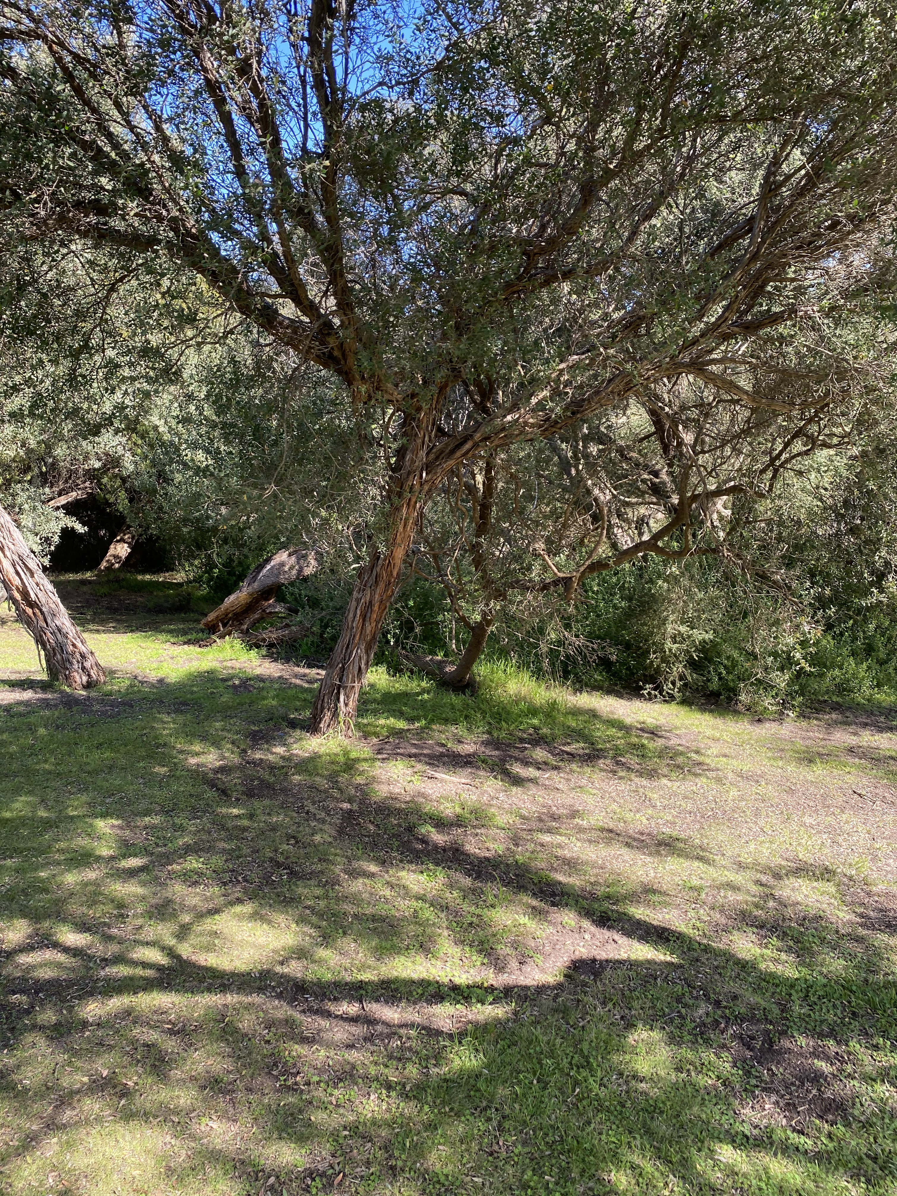 Sullivan's Bay Series 5. D. Caldere 2020