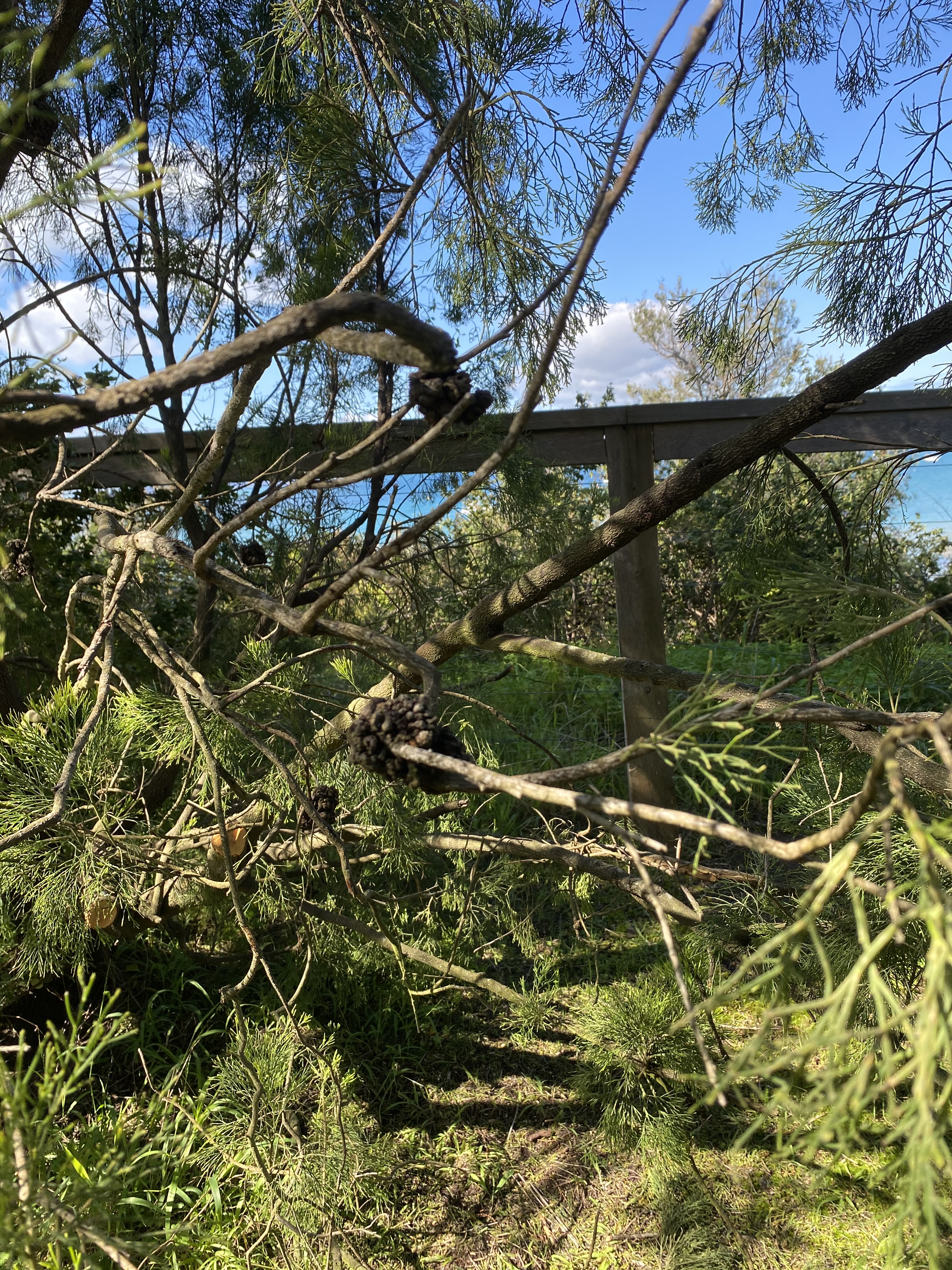 Sullivan's Bay Series 6. D. Caldere 2020